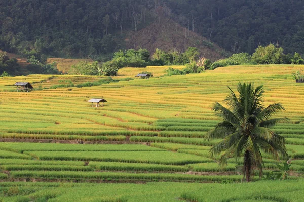 Rýžové pole terasy, provincii chiang mai, Thajsko — Stock fotografie