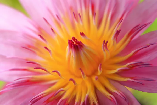 Pink lotus close up — Stock Photo, Image