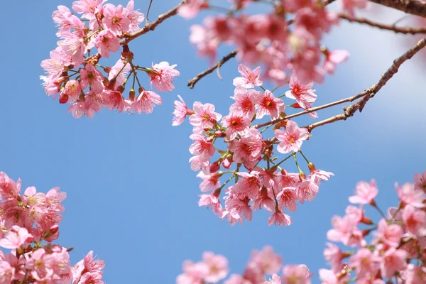 Tayland sakura çiçekler