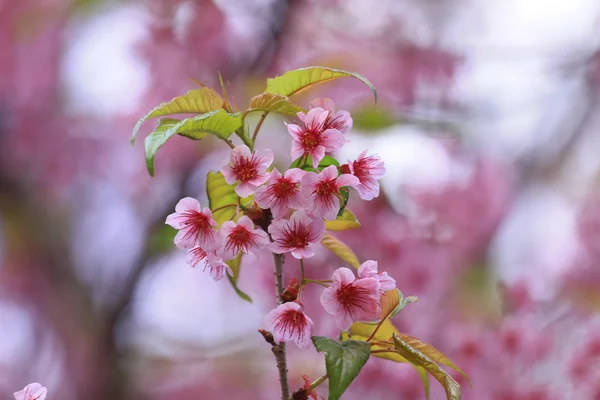 Sakura flores en Tailandia —  Fotos de Stock