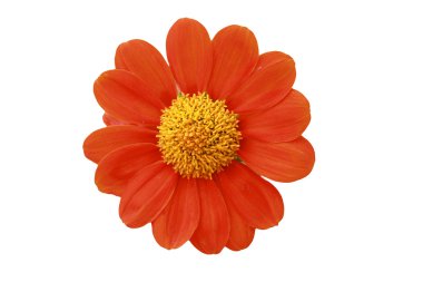 Zinnia çiçeği yakın çekim beyaz arka plan