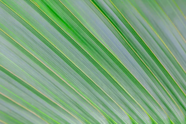 Parte da palmeira — Fotografia de Stock