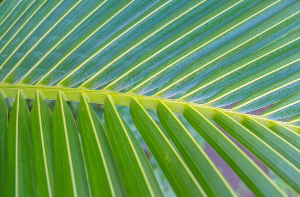 Parte da palmeira — Fotografia de Stock