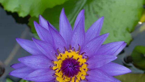 Purple water lily in the pond — Stock Photo, Image