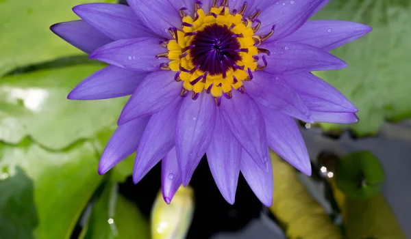 Purple water lily in the pond — Stock Photo, Image