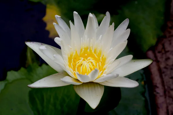 Lotus white — Stock Photo, Image