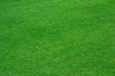 Yeşil çim futbol sahası arka plan
