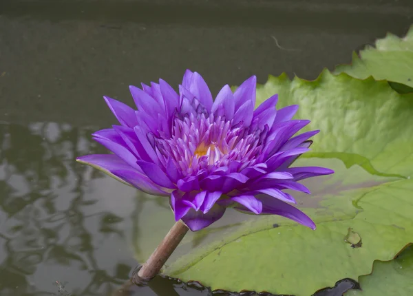 Dew on a lotus flower with lotus bud in the background — Stock Photo, Image