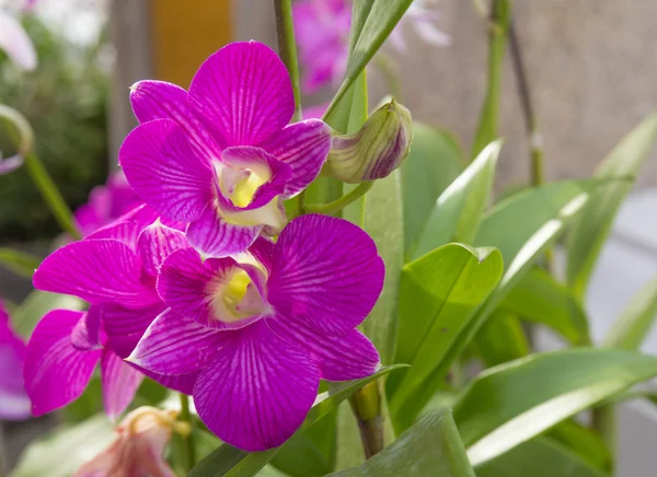 Vilda orkidéer i highmountainous borneo. paradise fjärilar — Stockfoto