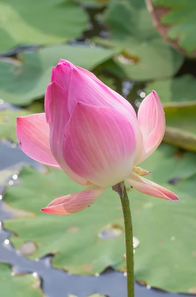 Dew on a lotus flower with lotus bud in the background — Stock Photo, Image