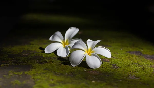 Champaka close up — Stock Photo, Image