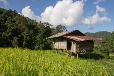 Evi ve yeşil teraslı pirinç alan Tayland