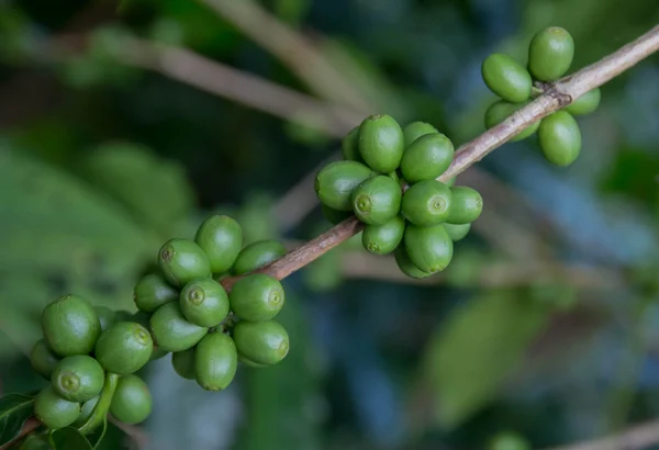 kahve çekirdekleri dalı