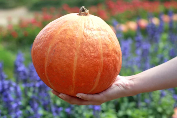 Hands hold fresh orange pumpkin — Stock Photo, Image