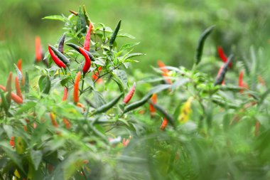 Tay biber ağacı agriculteral Tayland organik çiftlik