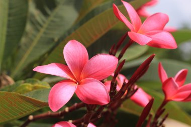 Frangipani, dok champa