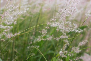 Arkadan aydınlatmalı mor Kumis kucing RIM ışık ile