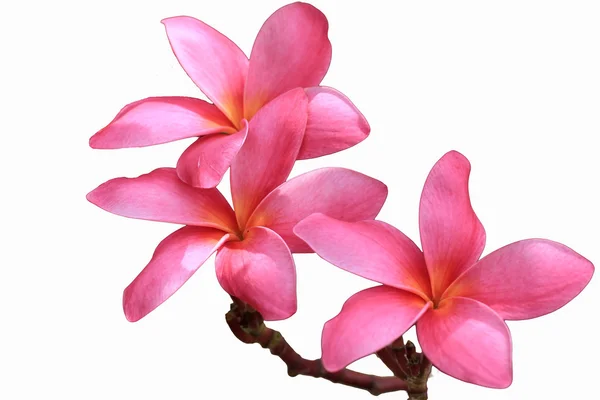 Frangipani, dok champa