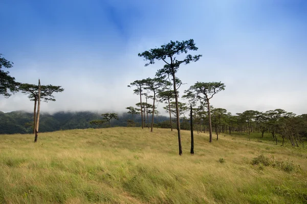 Campo de pinos en la montaña en PHU SOI DAO — Foto de Stock