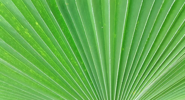 Foglia verde di palma texture sfondo — Foto Stock