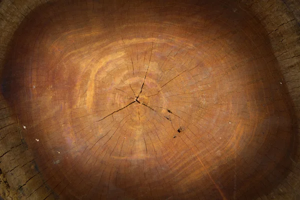 Güzel stüdyo aydınlatma ile mükemmel ahşap plakalar arka plan