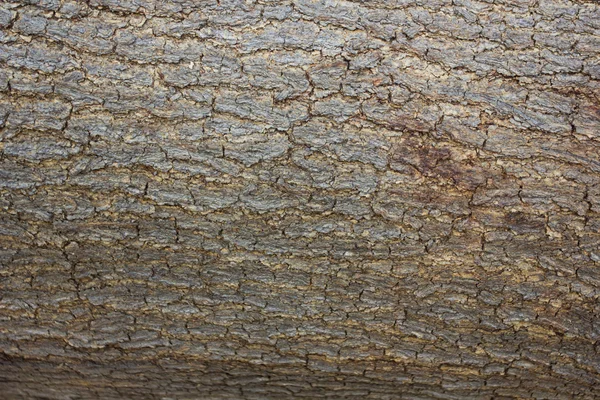 Bark fundo de madeira — Fotografia de Stock