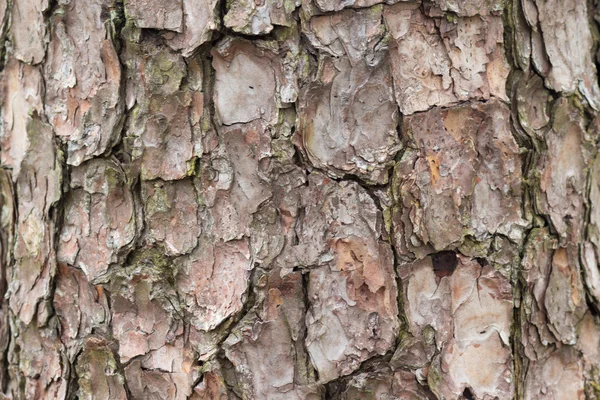 Vista detallada de la textura de corteza de árbol viejo — Foto de Stock