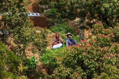 Magelang, Endonezya. 20 Ekim 'de, sebze çiftçilerinin hasat mevsiminde dağın kenarında yaptıkları faaliyetler. Nepal van Java, Orta Java 'daki Sumbing Dağı yamaçlarında yer alan bir kırsal turdur..