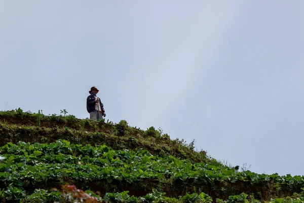 Magelang Indonezja Październik 2020 Działalność Rolników Warzyw Skraju Góry Okresie — Zdjęcie stockowe