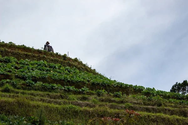 Magelang, Endonezya. 20 Ekim 'de, sebze çiftçilerinin hasat mevsiminde dağın kenarında yaptıkları faaliyetler. Nepal van Java, Orta Java 'daki Sumbing Dağı yamaçlarında yer alan bir kırsal turdur..