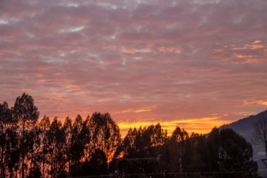 Gün doğumunda kızıl gökyüzünün arka planında sonsuza dek yeşil ağaç silueti. Yağmur mevsiminde sabahları bulutlu bulutlar