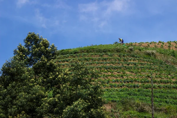 Çiftçi tepenin üstünde açık gökyüzü arka planına karşı bahçıvanlık yapıyor. Sumbing Dağı 'nın yamaçlarında bir sebze bahçesi, Endonezya. Minimalist bir konsepte sahip doğal manzara