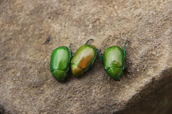 发亮的绿色甲虫 Cotinis Mutabilis 是一种夜间活动的动物 褐色岩石背景上的三只绿色甲虫 — 图库照片
