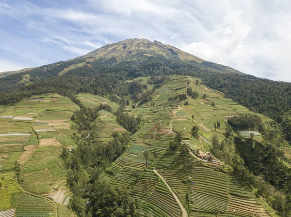 Aerial view of terraced vegetable gardens on the slopes of Mount Sumbing, Central Java-Indonesia