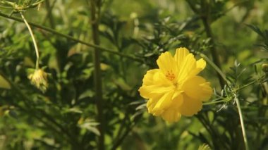 Kozmos karnabahara ya da bahçedeki sarı ışın çiçeğine yakın. Cosmos cinsinde yıllık bitki. Bulanık yapraklı arka planda yabani çiçek güzelliği