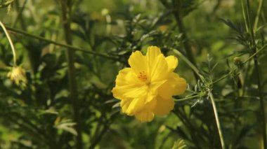 Kozmos karnabahara ya da bahçedeki sarı ışın çiçeğine yakın. Cosmos cinsinde yıllık bitki. Bulanık yapraklı arka planda yabani çiçek güzelliği