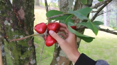 Bir adamın eli taze ağacından su elması ya da Syzygium samarangense topluyor. Bahçede taze guava hasadı. Meyve bahçesinde dinleniyorum.