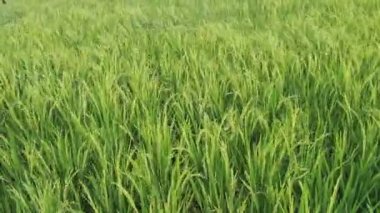 Pirinç tarlalarında rüzgârda uçuşan yeşil pirinç. Yağmur mevsiminde doğada ferahlık rahatlatıcı. Yeşil doğa arkaplanı için görüntüler