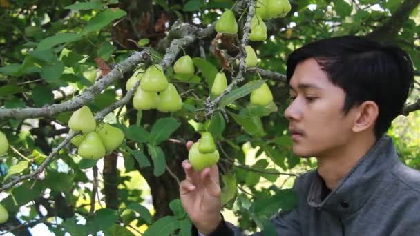 一个亚洲人在树上享受着一个水苹果或桑拿根的肖像 采摘和食用新鲜的绿色番石榴 在果园里度过一个轻松的假期 — 图库视频影像