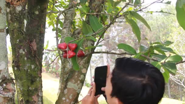 一个亚洲人的肖像 他从新鲜的树上拍摄了一个水苹果或桑拿根的照片 为社交媒体内容捕捉新鲜番石榴的美丽 在果园里度过一个轻松的假期 — 图库视频影像