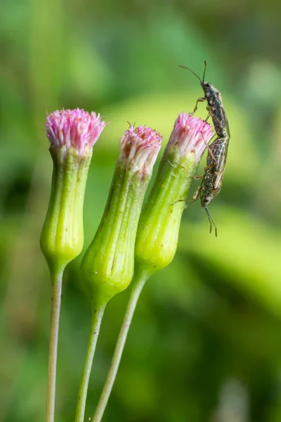 花のエッセンスに小さな昆虫の交尾 野生の生態系のマクロ写真という概念は — ストック写真