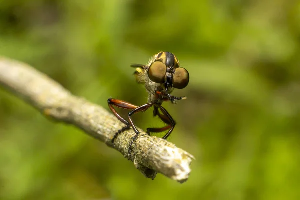 Die Räuberfliege Oder Asilidae Ist Eine Aggressive Fliegenfamilie Makroaufnahme Räuberischer — Stockfoto