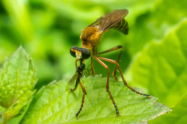 泥棒フライ昆虫やアシルディアは攻撃的なハエの家族です 野生の捕食昆虫のマクロ写真 — ストック写真