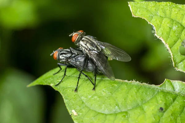 葉でハエを交配する 野生の昆虫生態系です 小さな動物というロマンチックなコンセプトのマクロ写真です 赤い目と灰色の体で飛ぶ — ストック写真