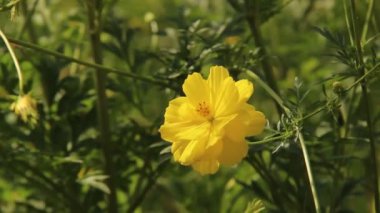 Kozmos karnabahara ya da bahçedeki sarı ışın çiçeğine yakın. Cosmos cinsinde yıllık bitki. Bulanık yapraklı arka planda yabani çiçek güzelliği