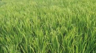 Pirinç tarlalarında rüzgârda uçuşan yeşil pirinç. Yağmur mevsiminde doğada ferahlık rahatlatıcı. Yeşil doğa arkaplanı için görüntüler