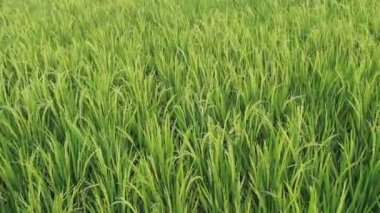 Pirinç tarlalarında rüzgârda uçuşan yeşil pirinç. Yağmur mevsiminde doğada ferahlık rahatlatıcı. Yeşil doğa arkaplanı için görüntüler