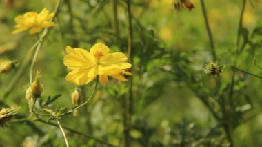 Kozmos karnabahara ya da bahçedeki sarı ışın çiçeğine yakın. Cosmos cinsinde yıllık bitki. Bulanık yapraklı arka planda yabani çiçek güzelliği