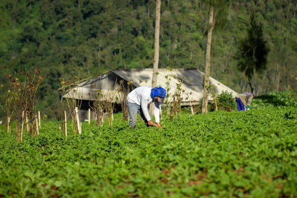 Los Agricultores Tierras Altas Están Cuidando Sus Jardines Jardinería Vegetal —  Fotos de Stock