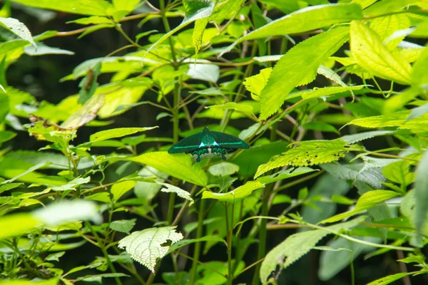 Una Mariposa Azul Neón Posada Sobre Las Hojas Verdes Frescas —  Fotos de Stock